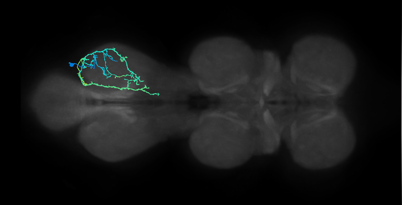 IN13A024_T3_R (MANC:18534)