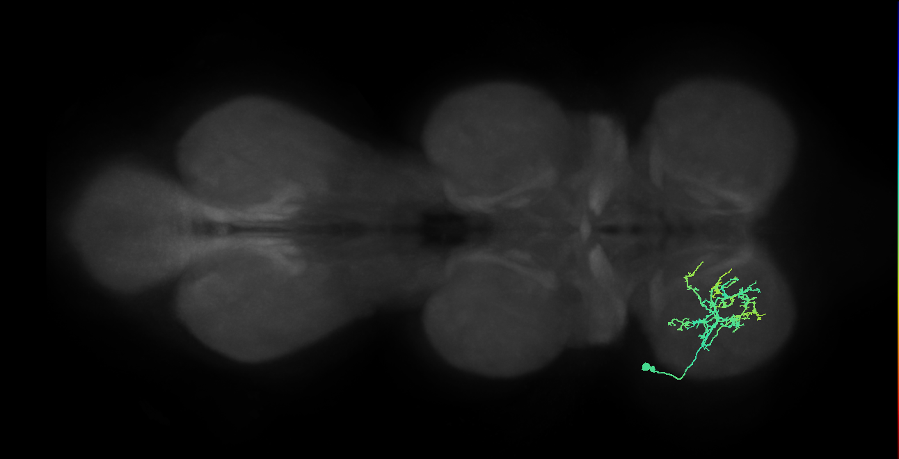 IN20A.22A020_T1_L (MANC:18535)