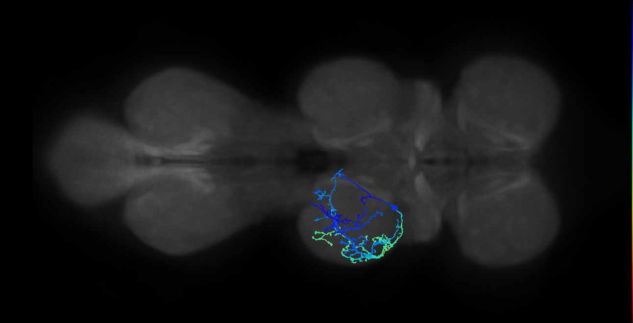 IN04B031_T2_L (MANC:18567)