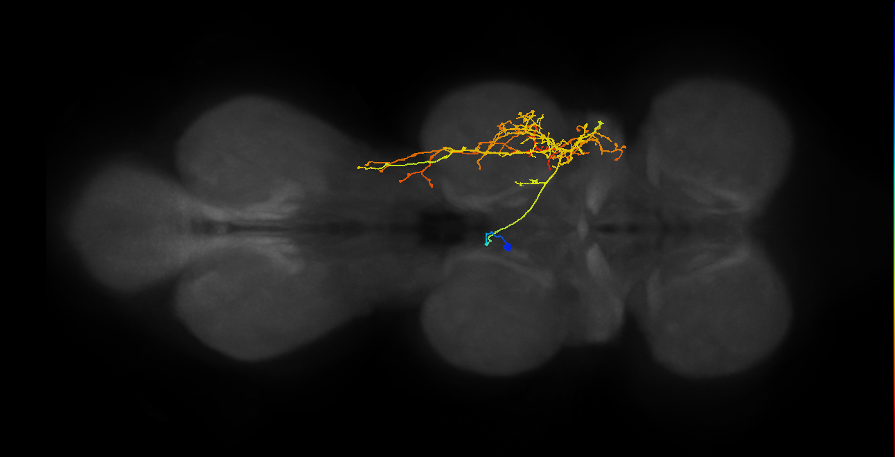 IN06B073_T2_L (MANC:18573)