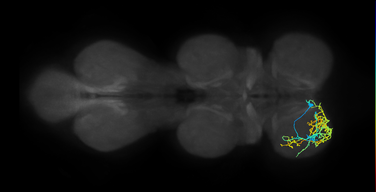 IN04B017_T1_L (MANC:18605)