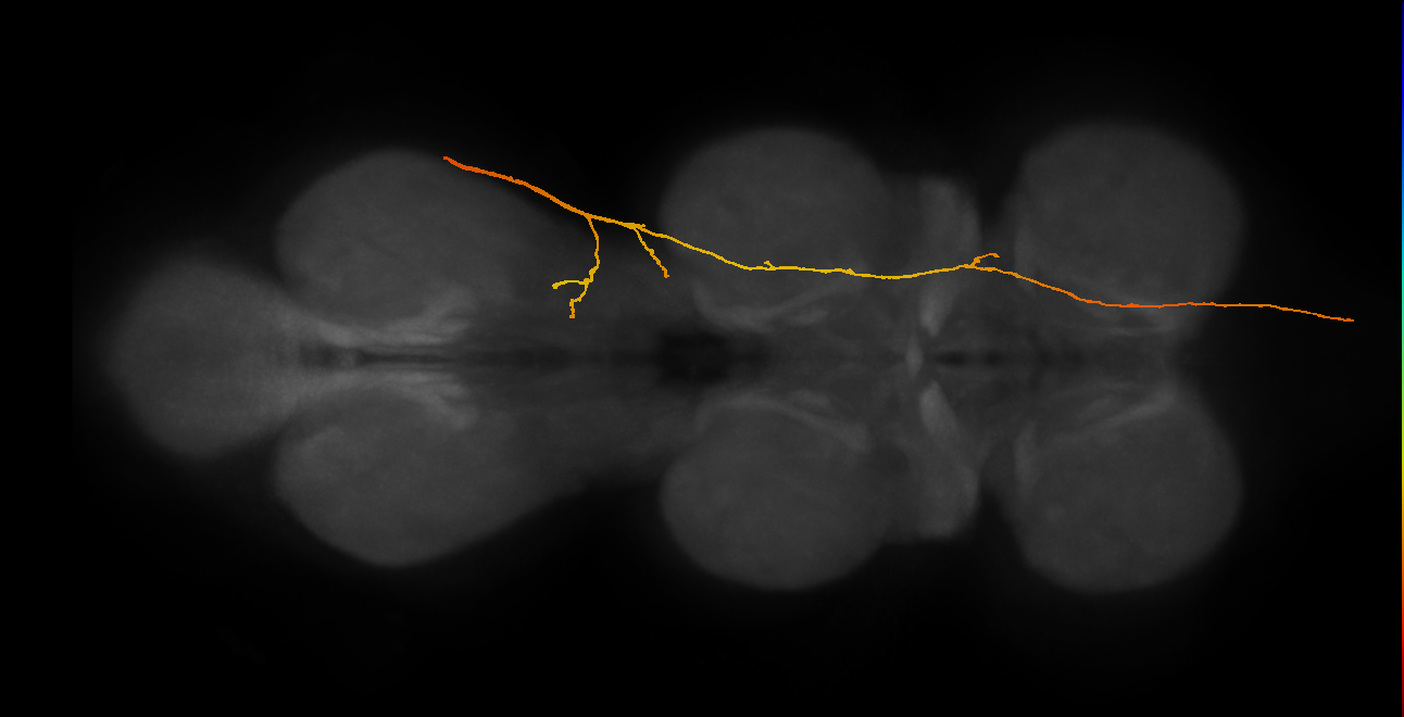 SAppxx_DMetaN_R (MANC:18610)