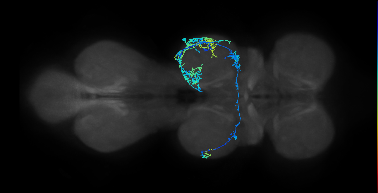 IN19A024_T2_R (MANC:18646)