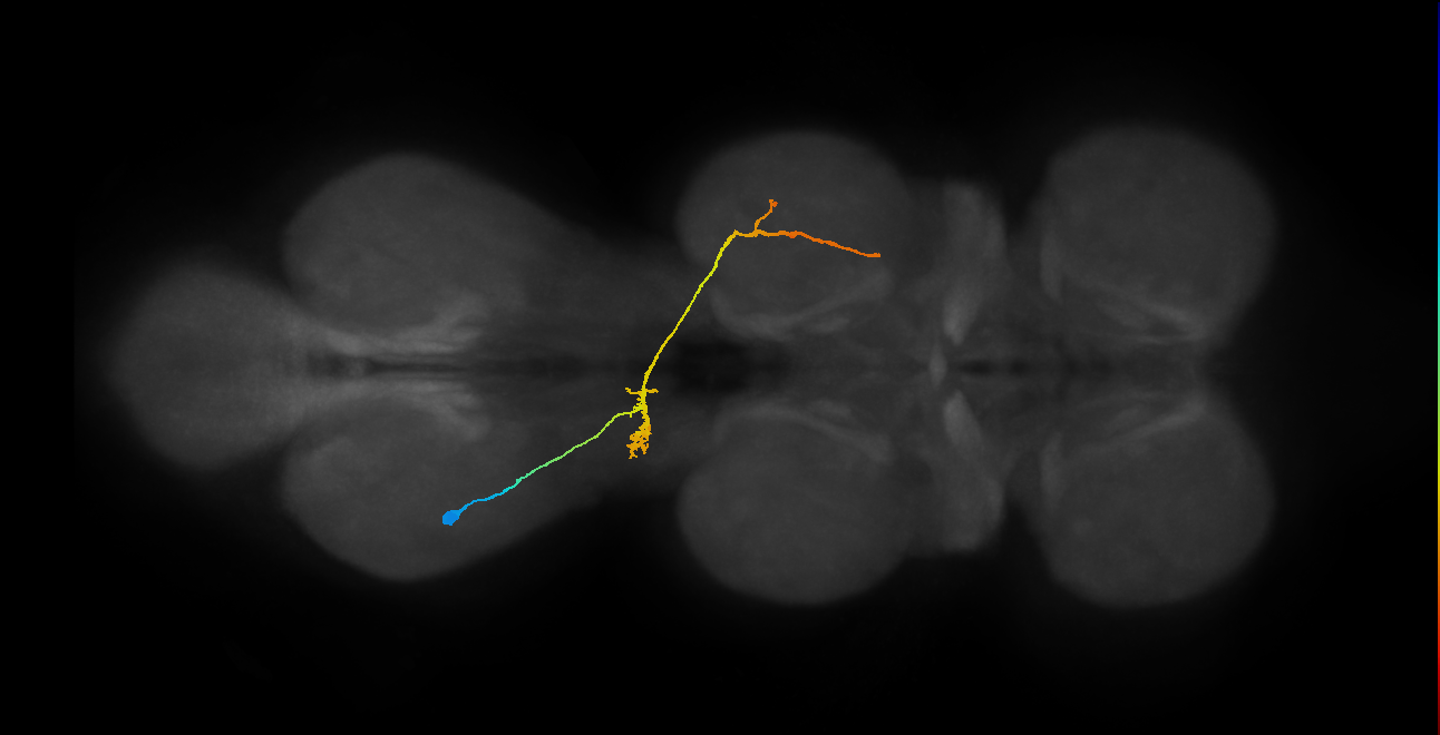 IN07B083_T3_L (MANC:18675)