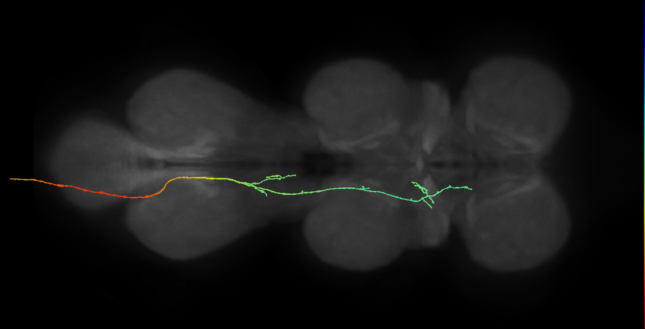 SNxxxx_AbN3_L (MANC:18684)