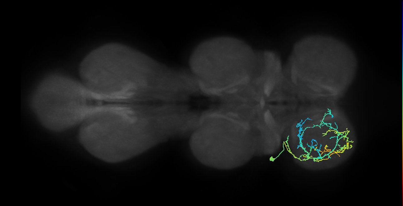 IN03A007_T1_L (MANC:18697)