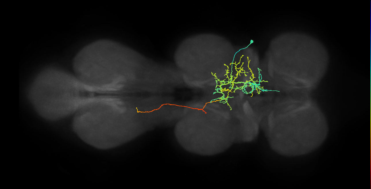 IN08B096_T2_R (MANC:18756)