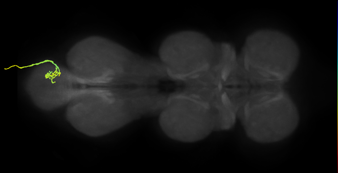 SNxx06_AbNT_R (MANC:18795)