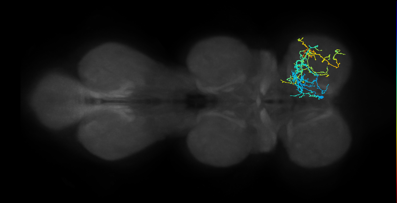 IN04B032_T1_R (MANC:18796)