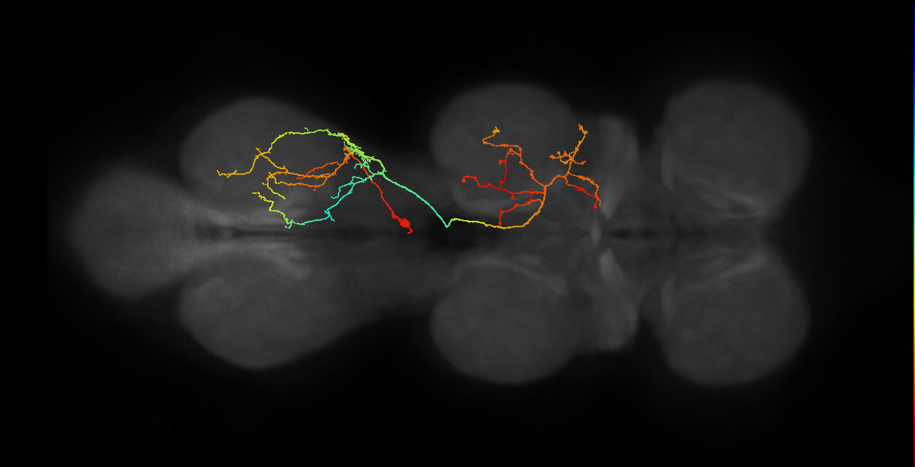 IN17A058_T3_R (MANC:18798)