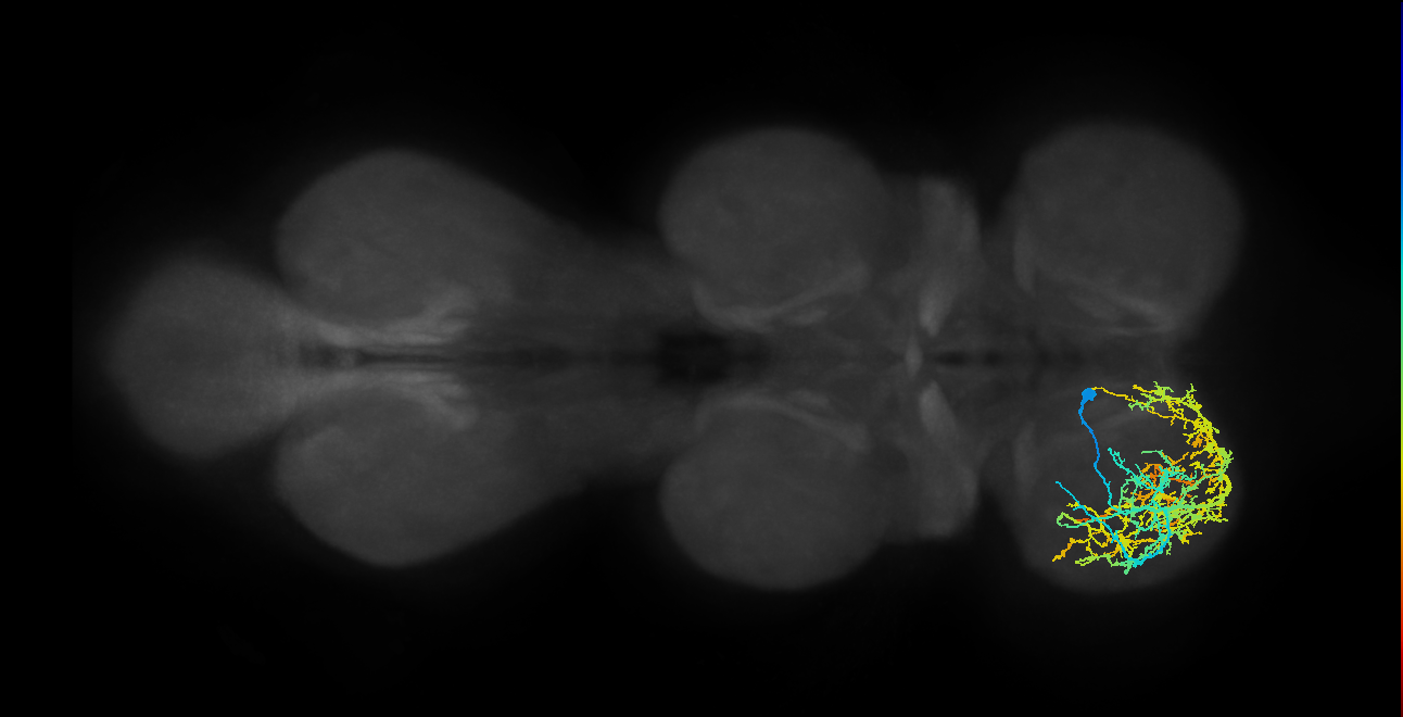 IN04B017_T1_L (MANC:18831)