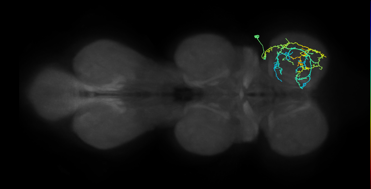 IN03A007_T1_R (MANC:18834)