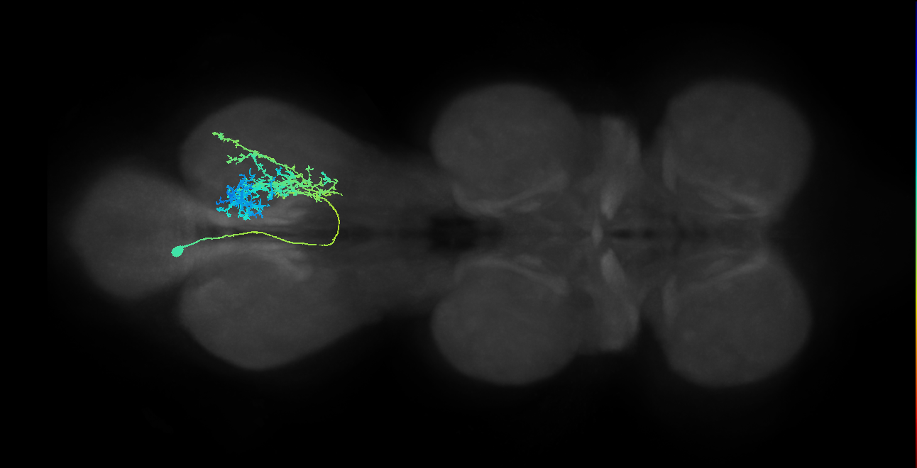 IN12B013_T3_L (MANC:18868)