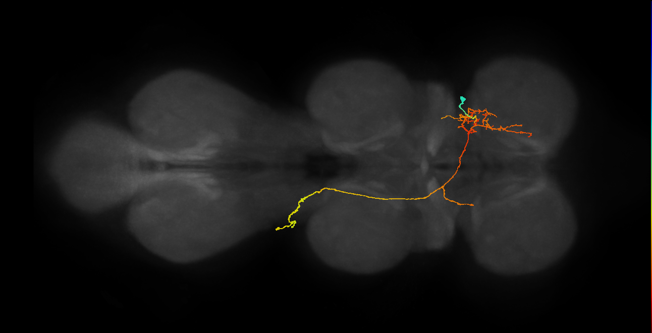 IN06A078_T1_R (MANC:18884)