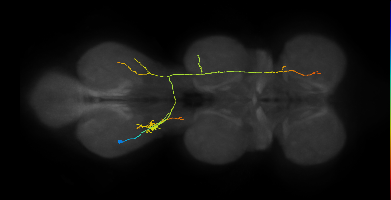 IN08B094_T3_L (MANC:18890)