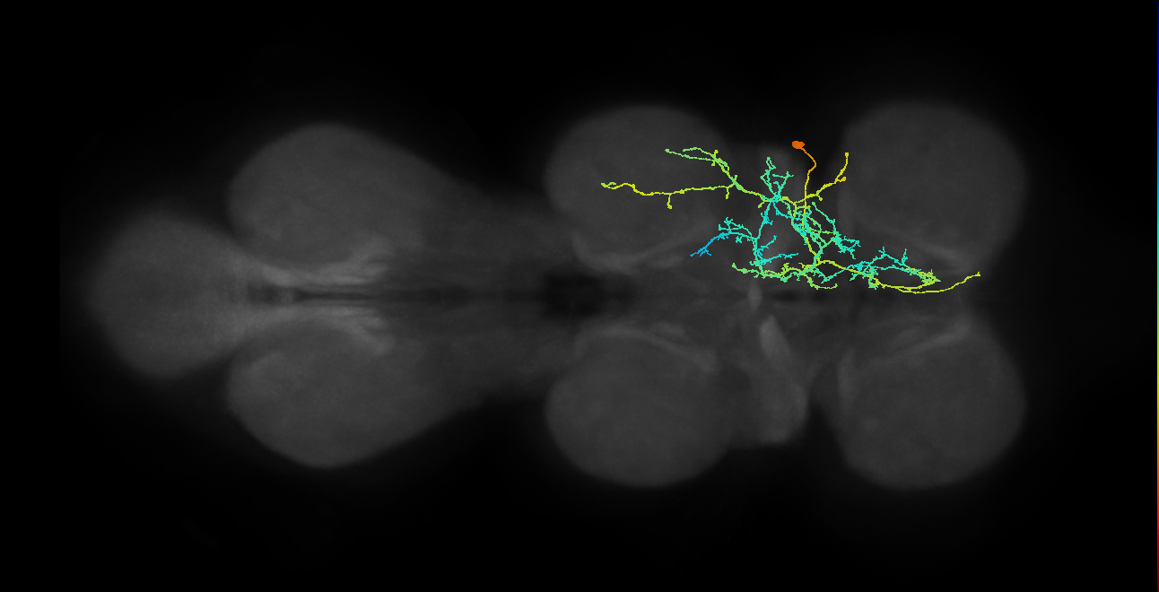 IN11A015_T1_R (MANC:18892)