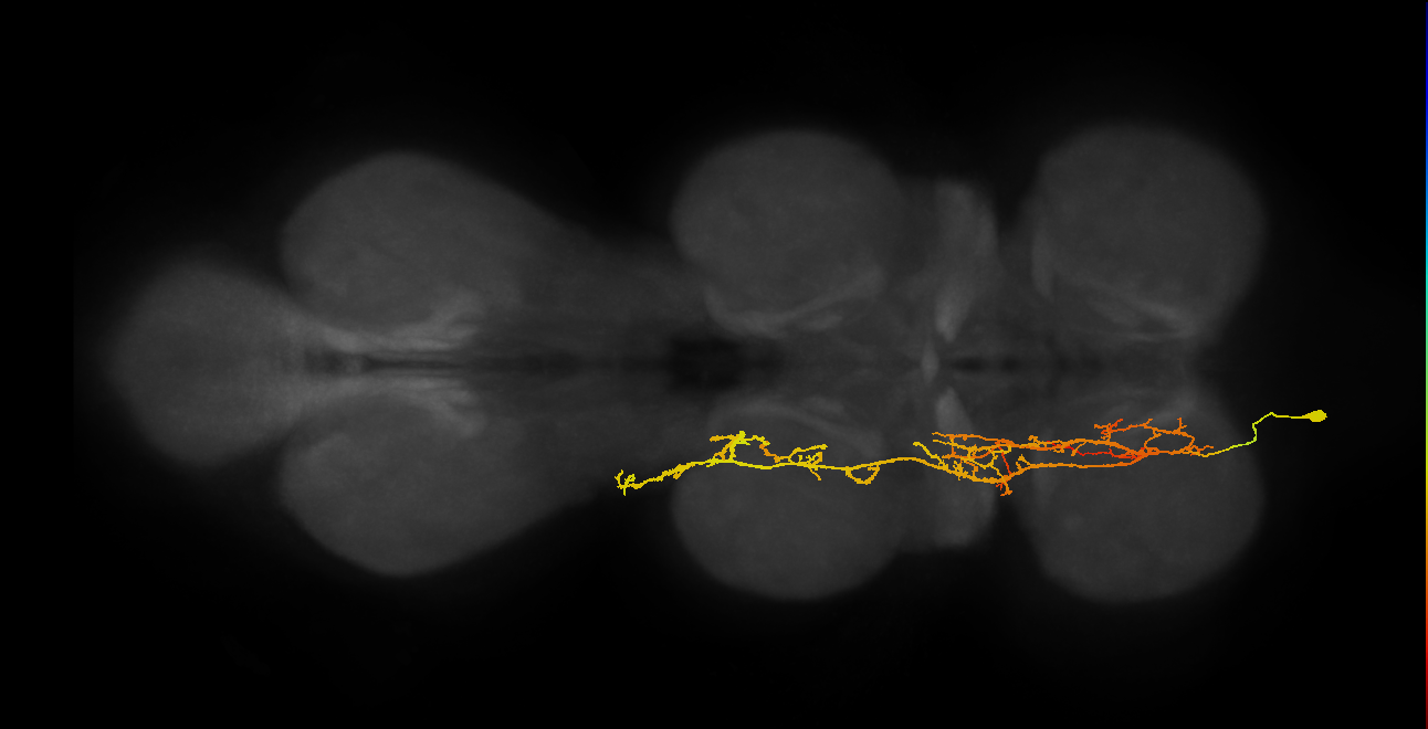 IN16X029_T1_L (MANC:18899)