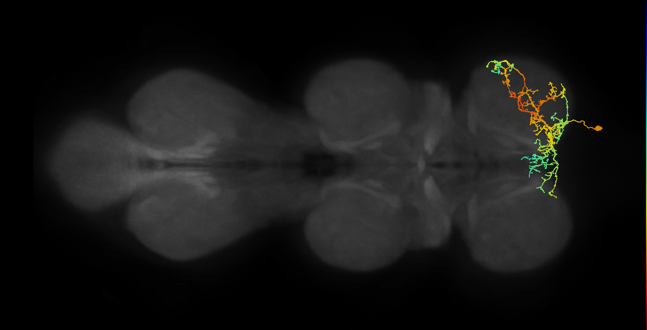 IN16B016_T1_R (MANC:18916)