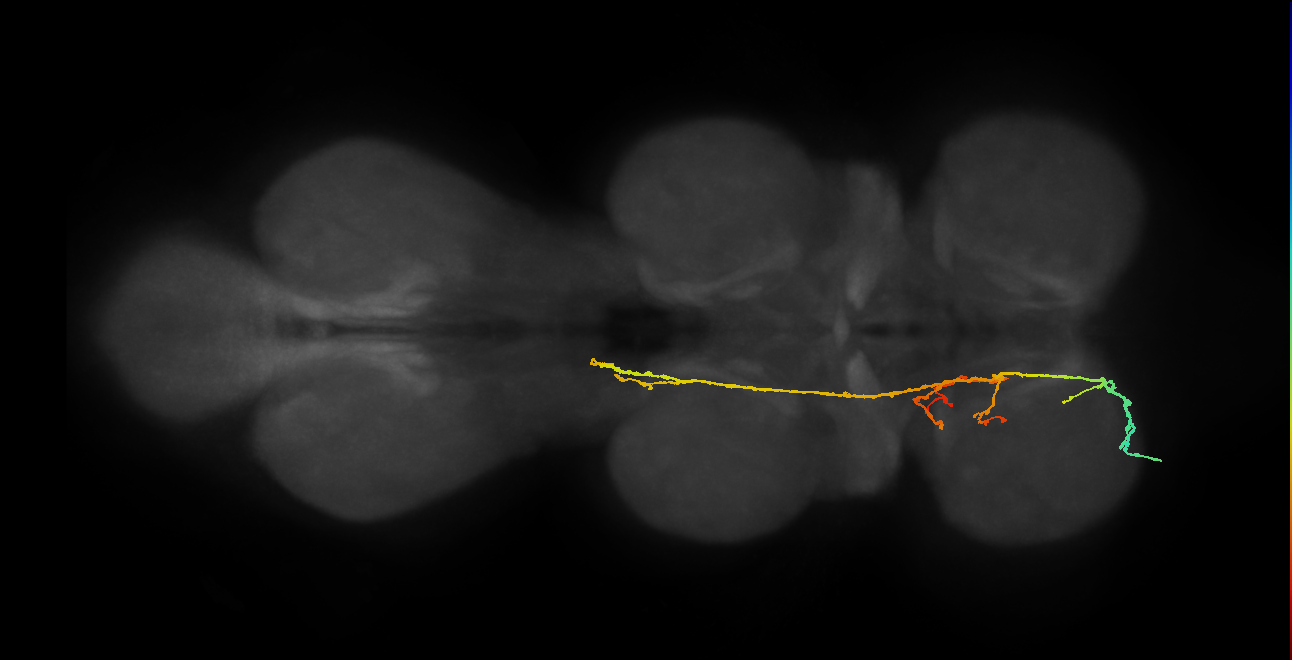 SNpp16_PrN_L (MANC:18943)