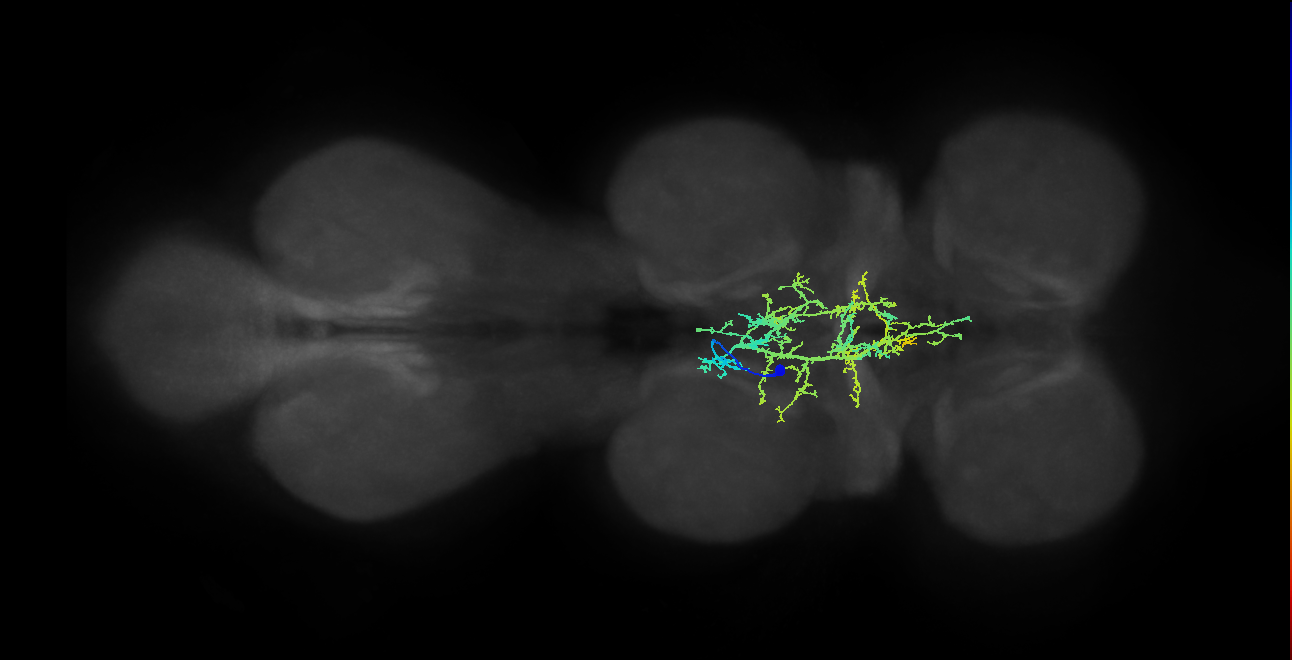 IN05B026_T2_L (MANC:18987)