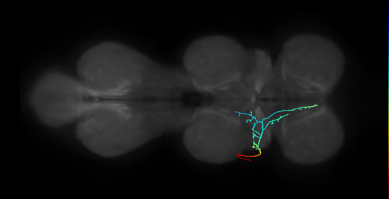 SNta10_PDMN_L (MANC:19007)