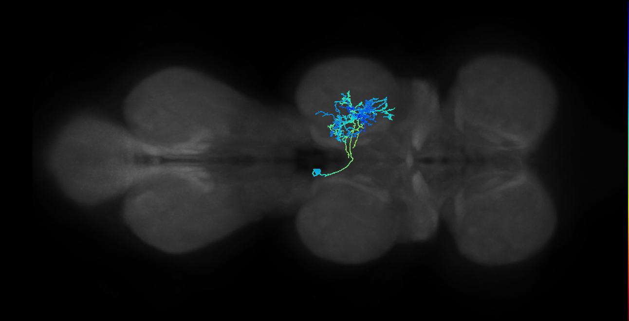 IN12B015_T2_L (MANC:19108)
