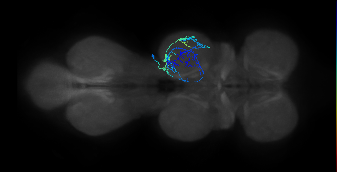 IN03A007_T2_R (MANC:19115)