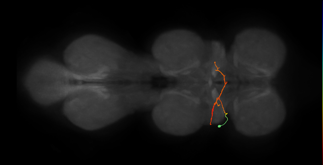 IN03B076_T1_L (MANC:19125)