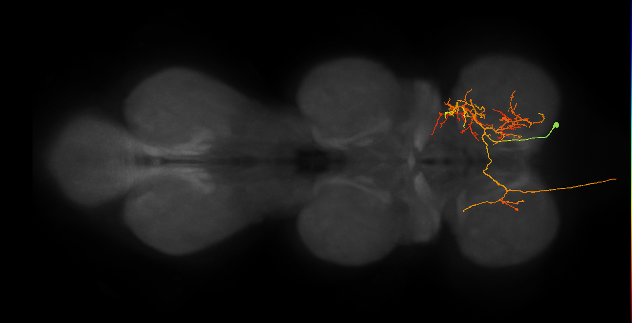 AN07B067_T1_R (MANC:19143)