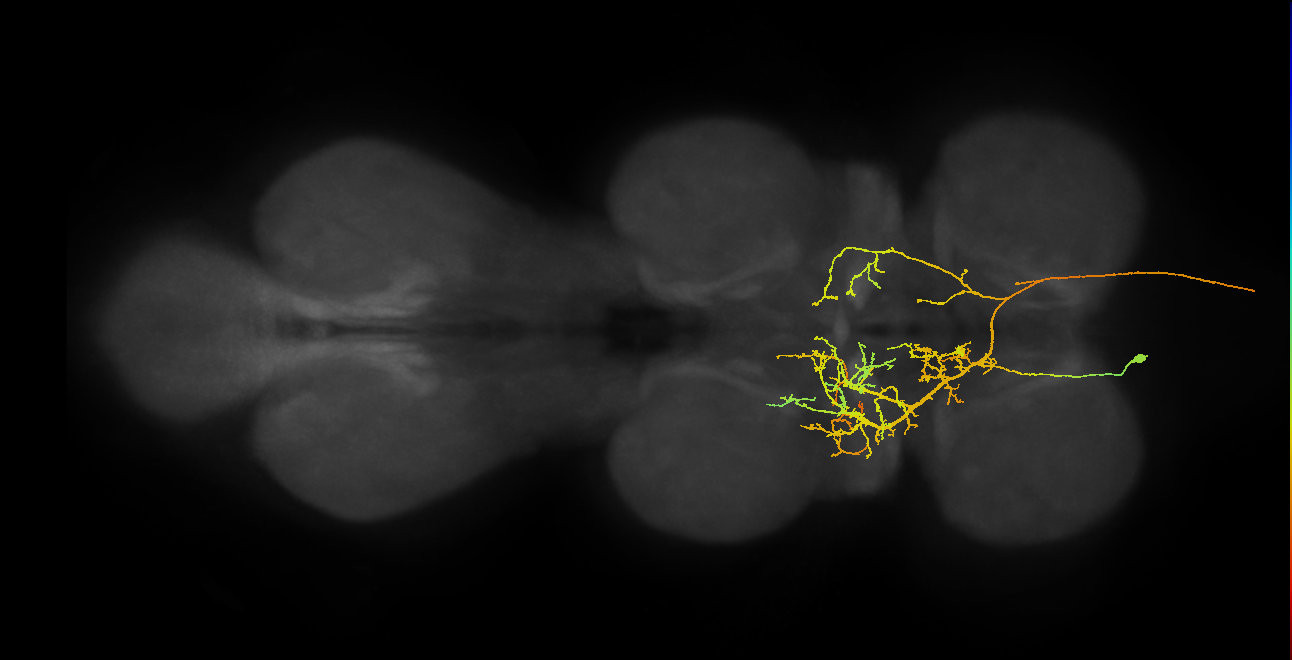 AN07B053_T1_L (MANC:19159)