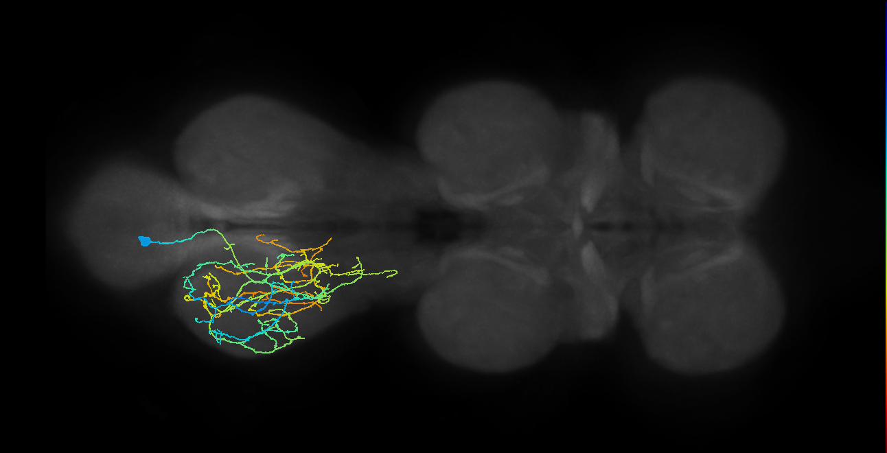 IN04B016_T3_L (MANC:19161)
