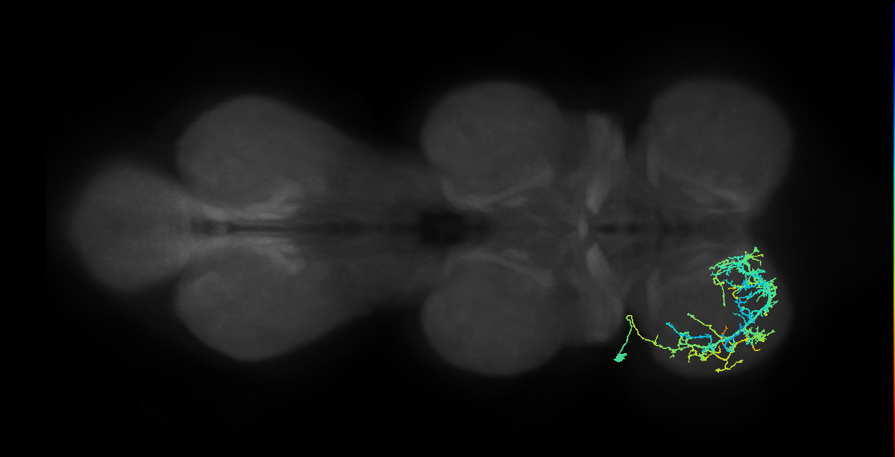 IN03A011_T1_L (MANC:19185)