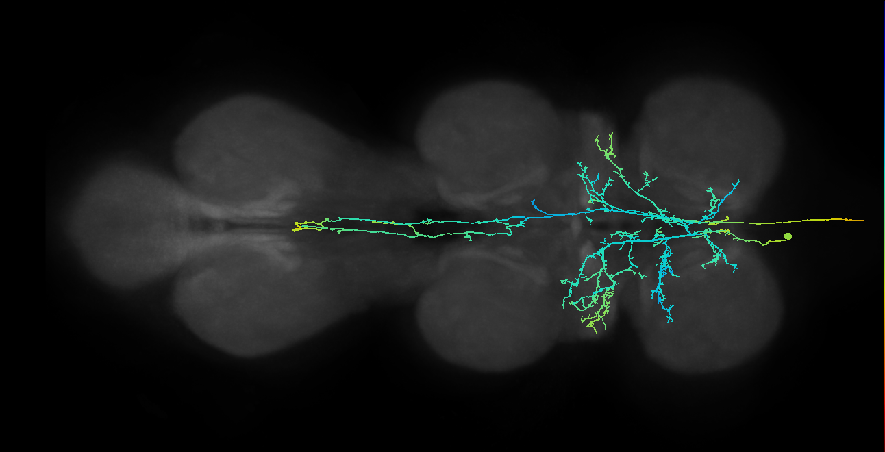 AN09B027_T1_L (MANC:19190)