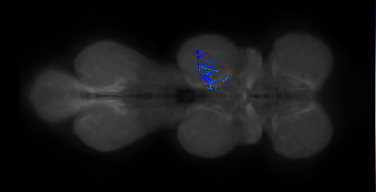 IN01B014_T2_R (MANC:19197)