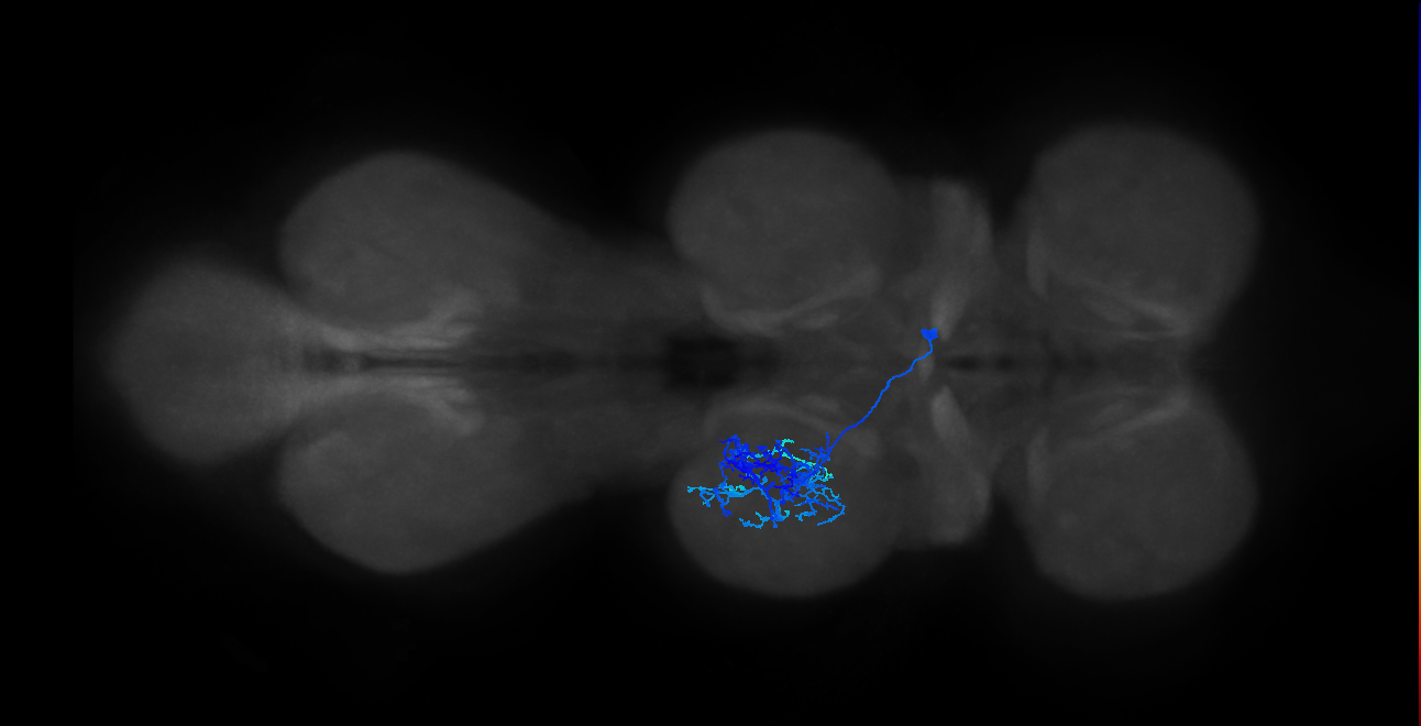 IN13B029_T2_R (MANC:19211)