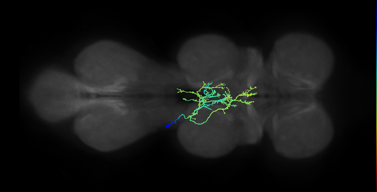 IN21A025_T2_L (MANC:19225)
