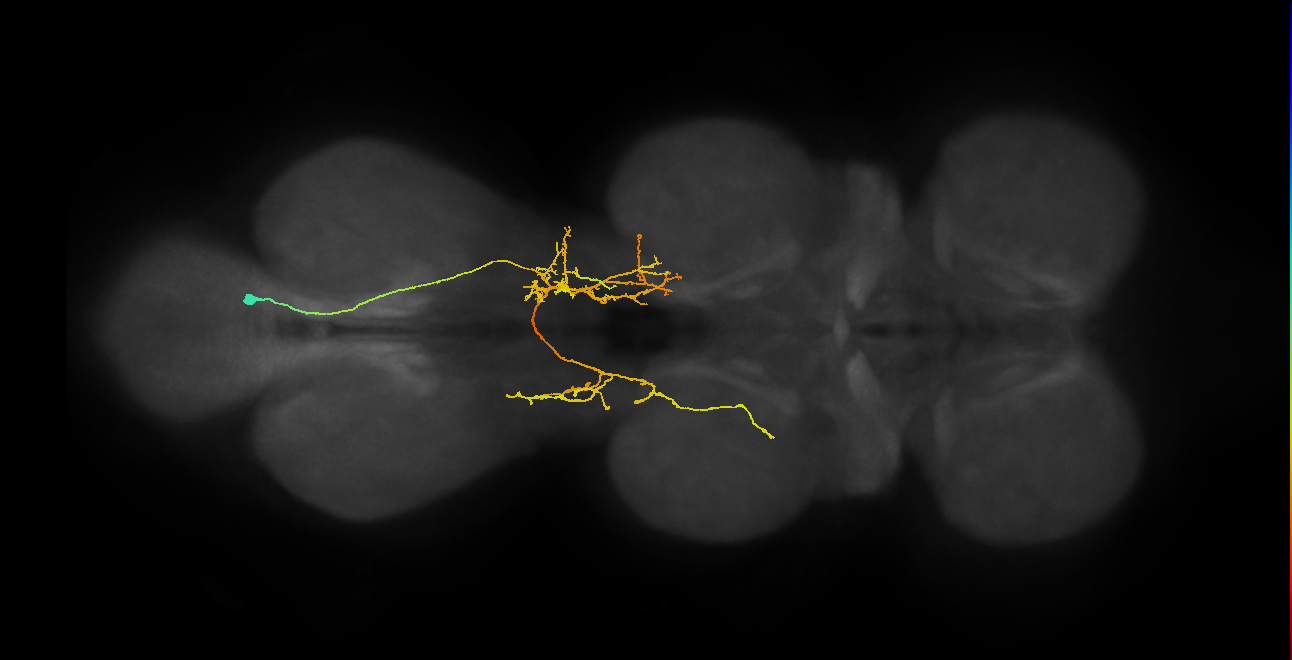 IN06A084_T3_R (MANC:19232)