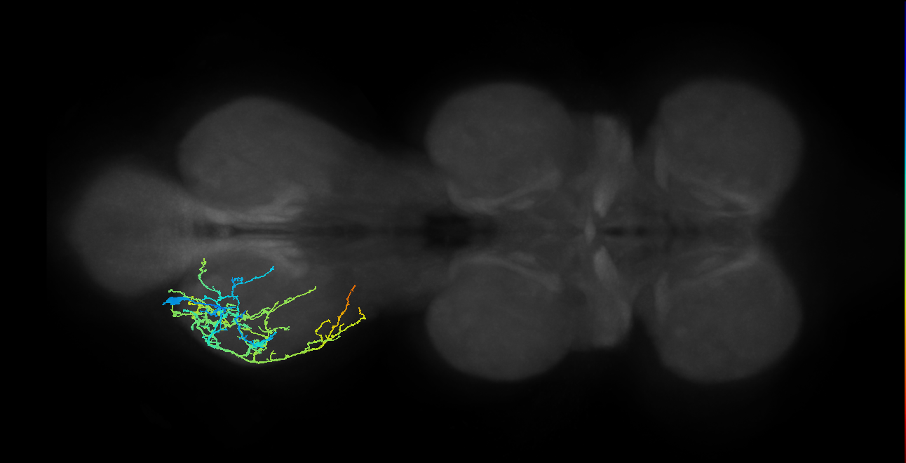 IN13A018_T3_L (MANC:19242)