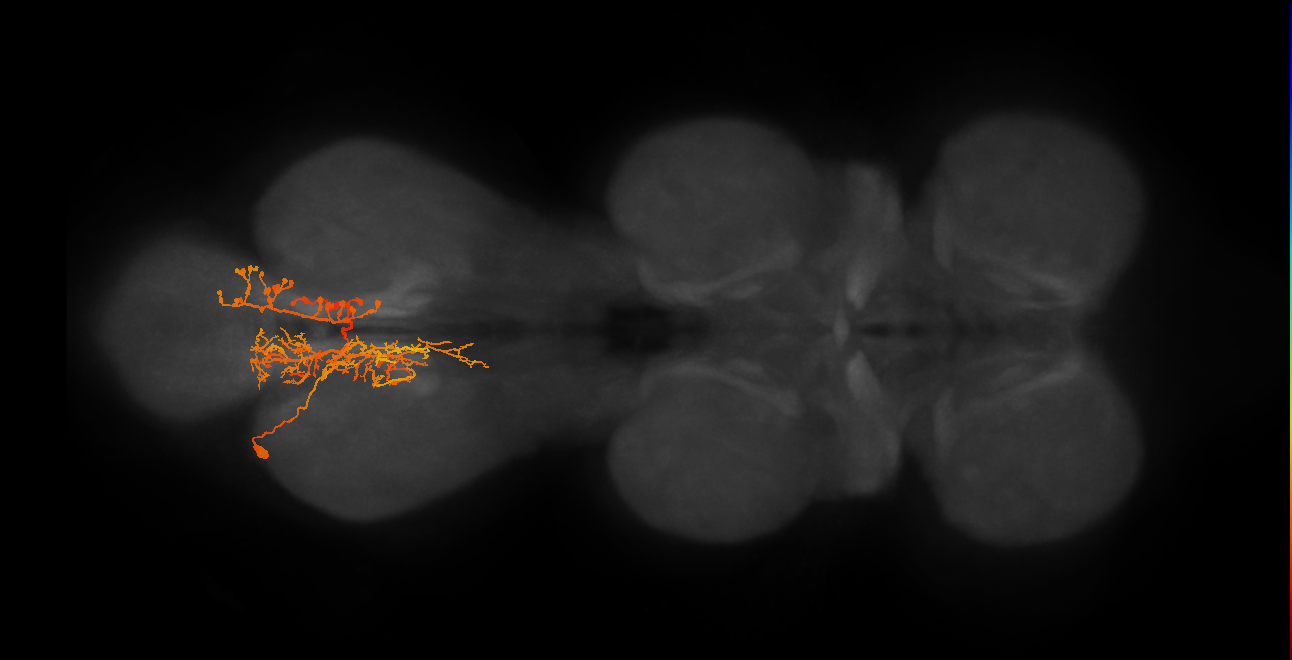 IN06A051_A2_L (MANC:19272)