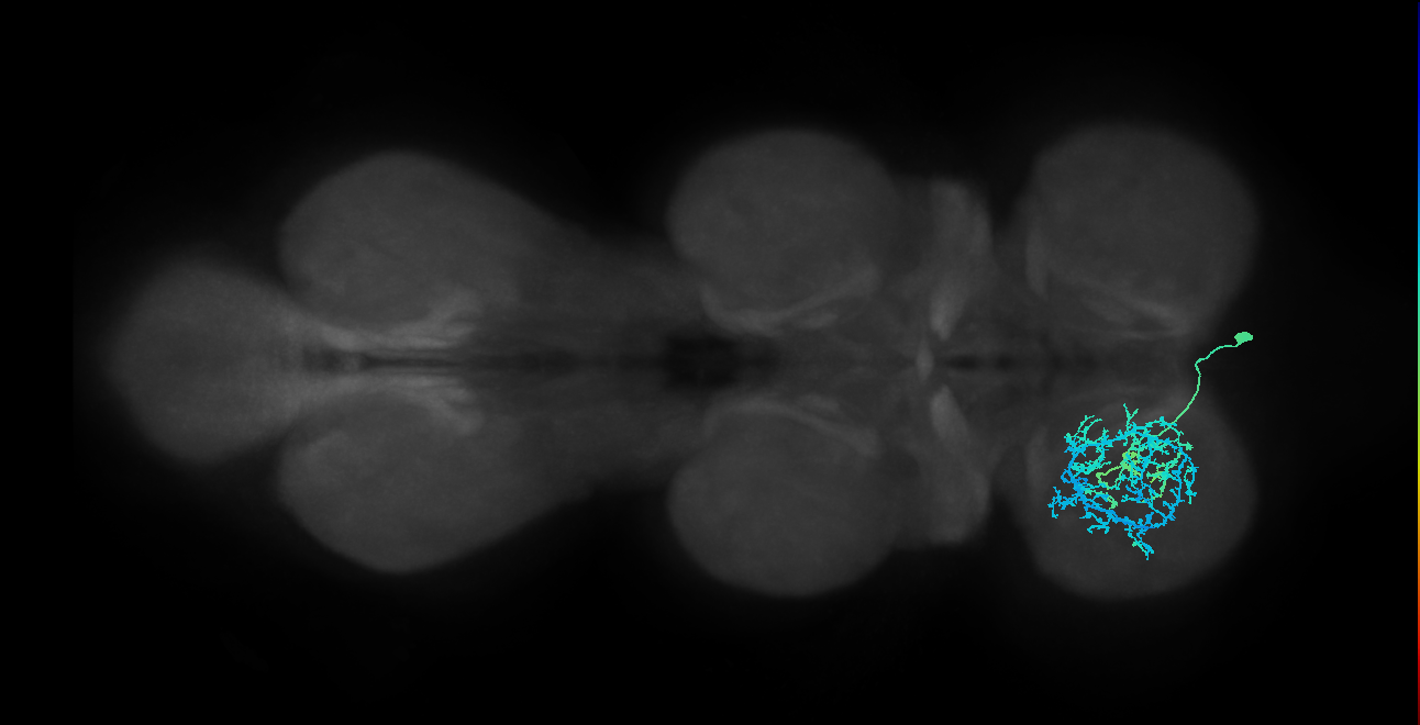 IN14A008_T1_R (MANC:19289)