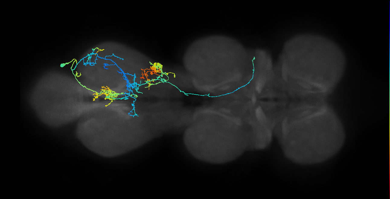 IN19A023_T3_R (MANC:19302)