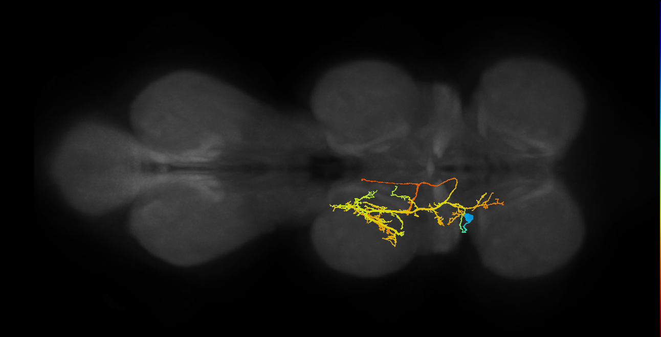 IN12A044_T1_L (MANC:19303)
