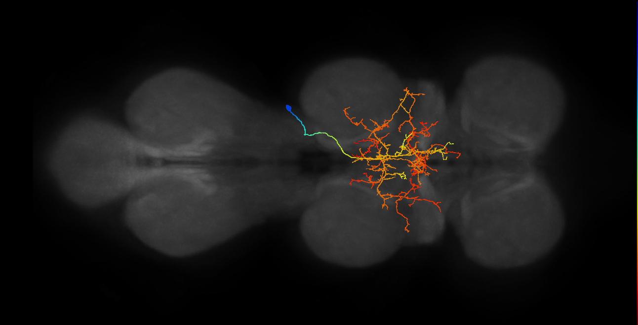 IN12A046_T2_R (MANC:19336)