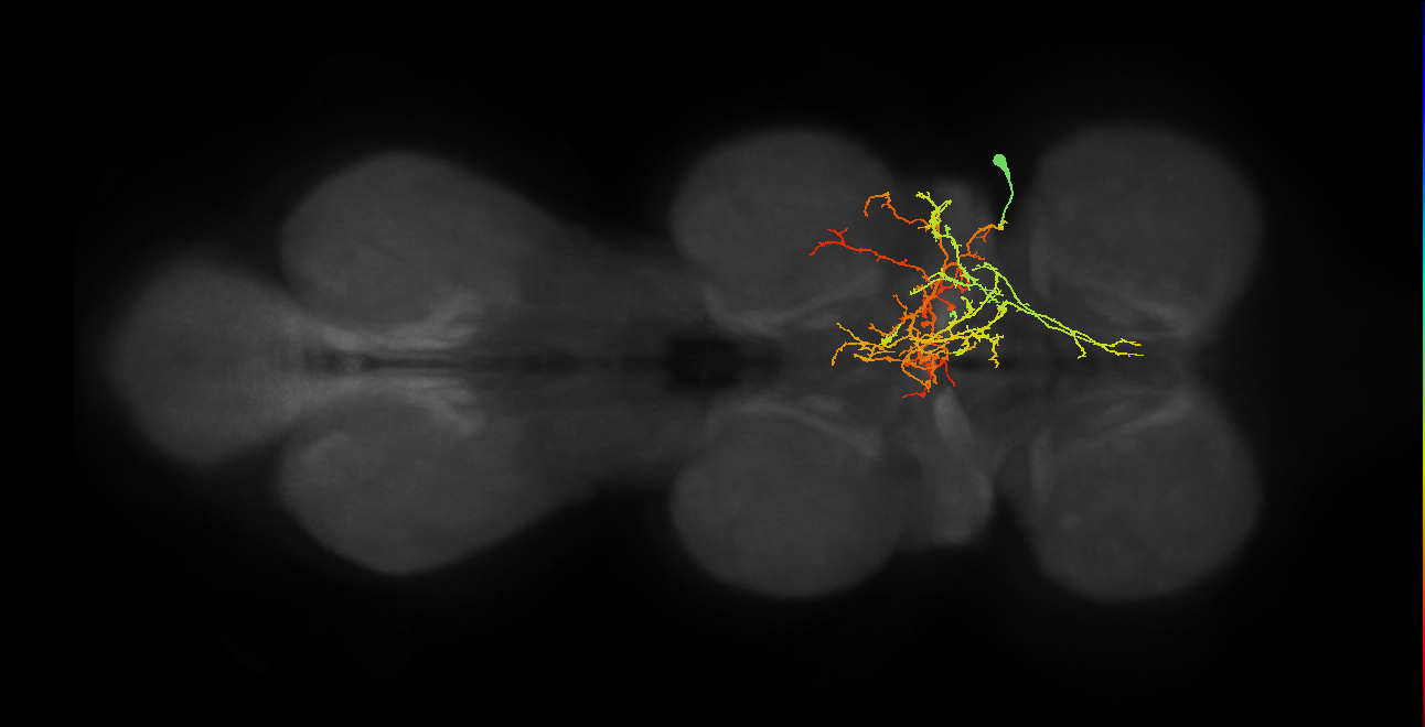 IN03B064_T1_R (MANC:19343)