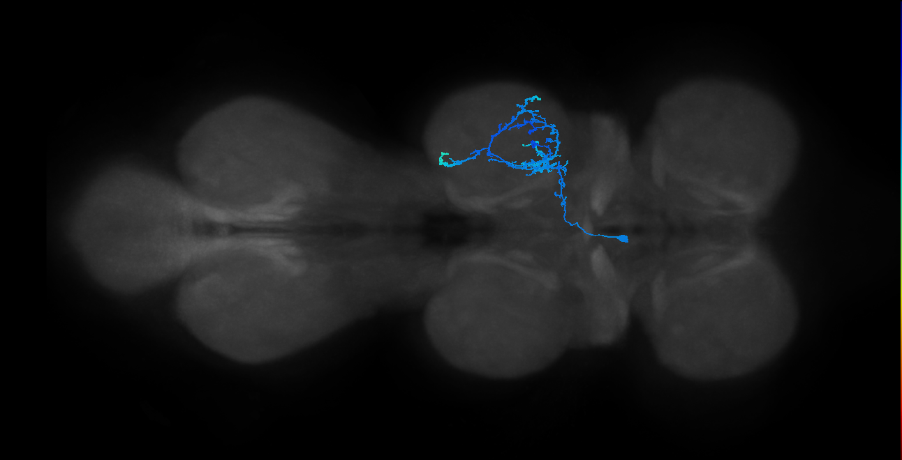 IN14A004_T2_L (MANC:19354)