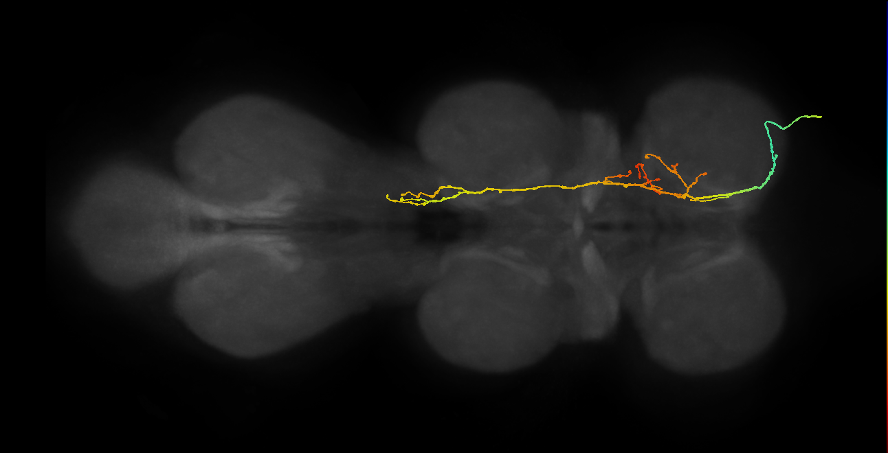 SNpp16_PrN_R (MANC:19363)