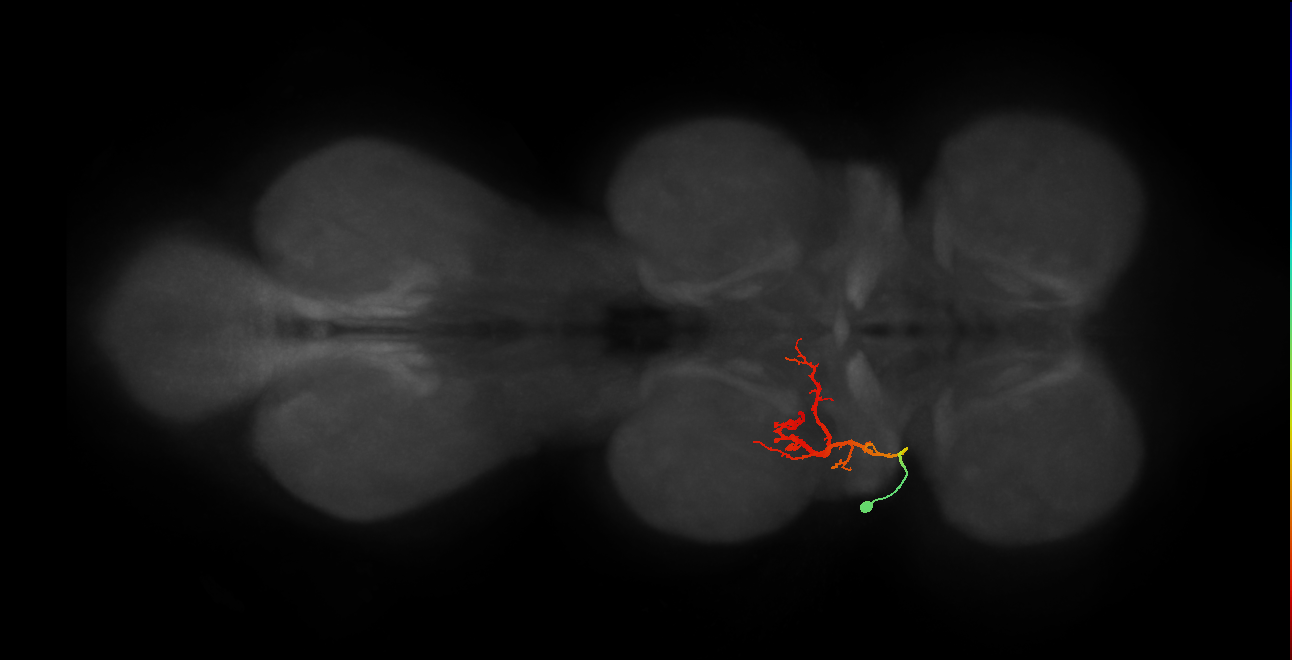 IN03B067_T1_L (MANC:19383)