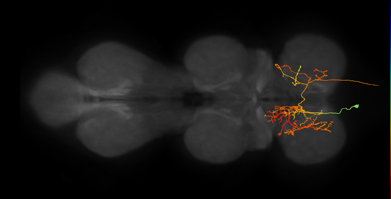 AN07B038_T1_L (MANC:19421)