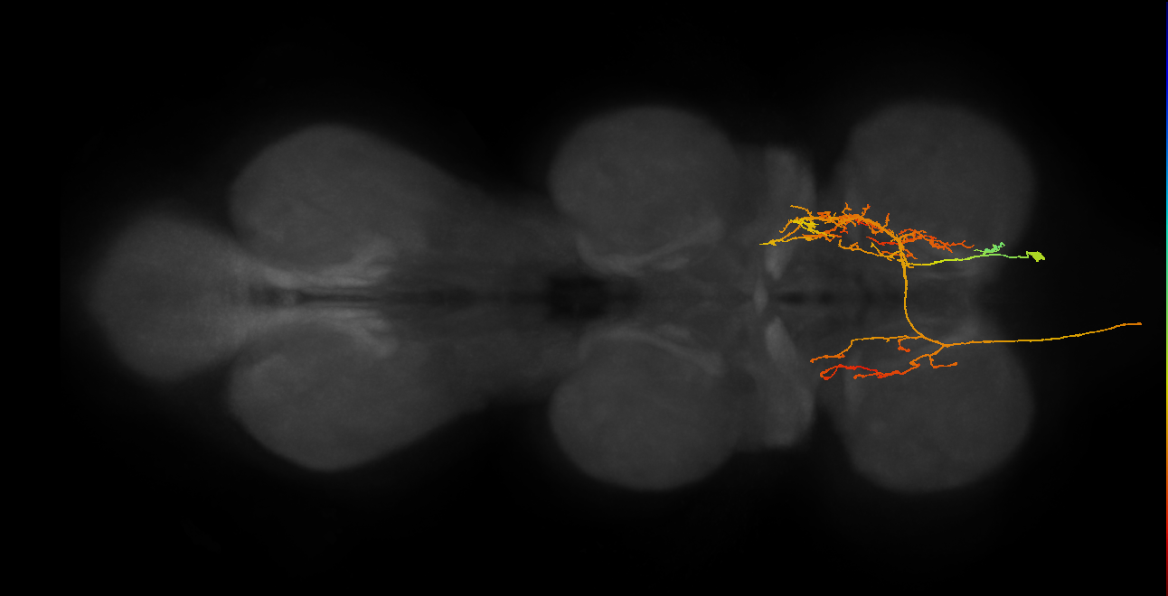 AN07B066_T1_R (MANC:19429)