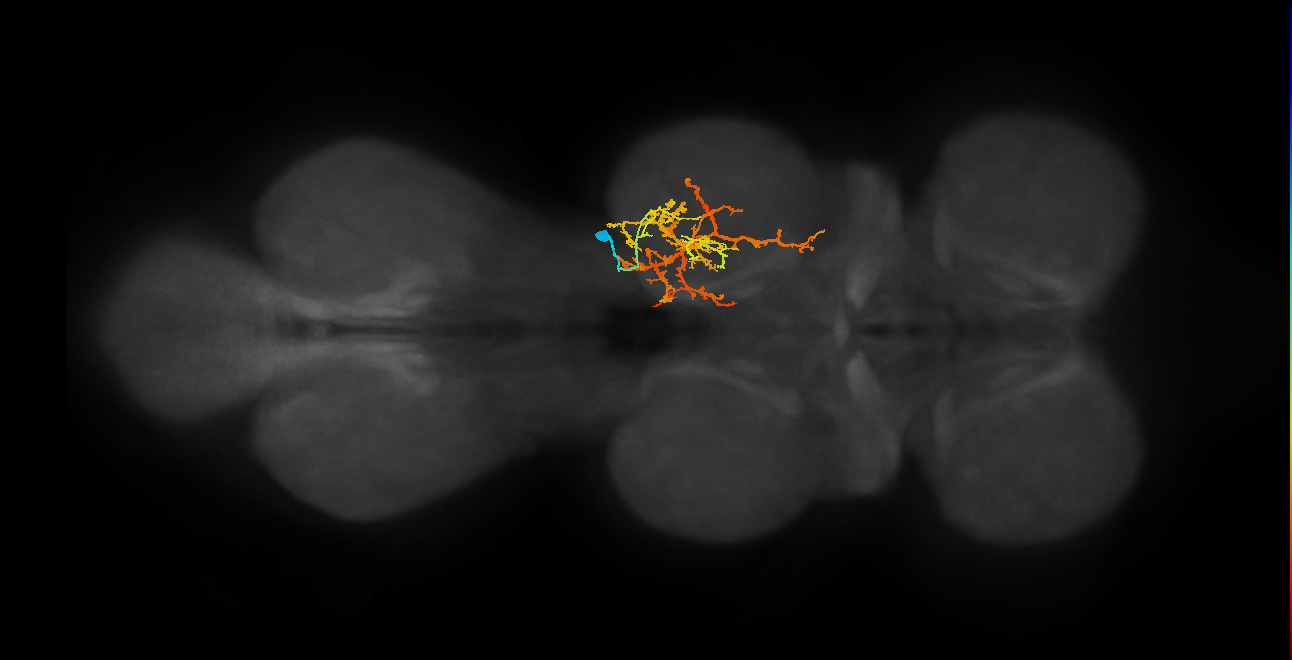 IN03B066_T2_R (MANC:19454)